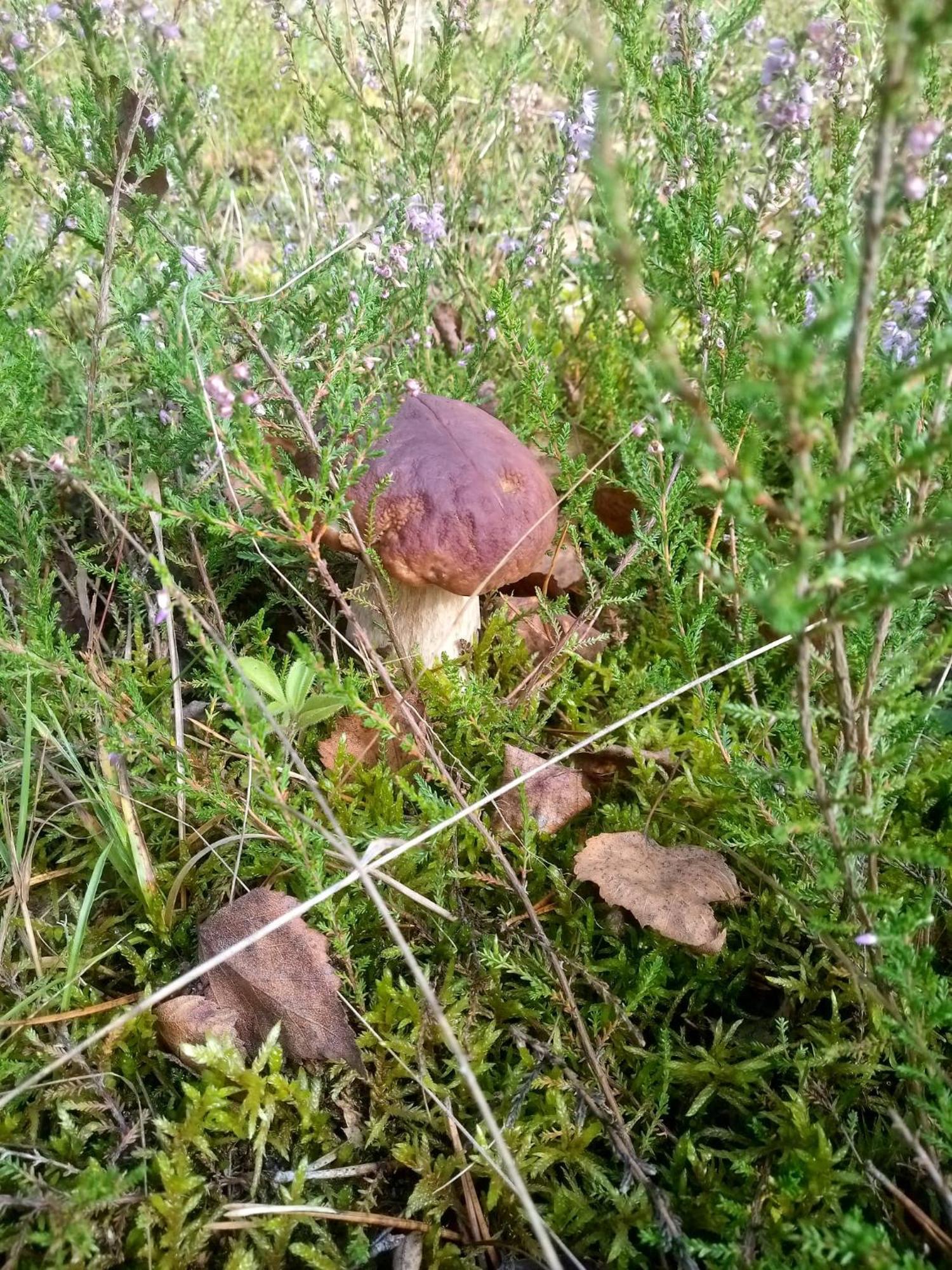Domek Na Kaszubach, Borowy Mlyn, Jezioro Gwiazda, Sauna, 3 Exteriör bild